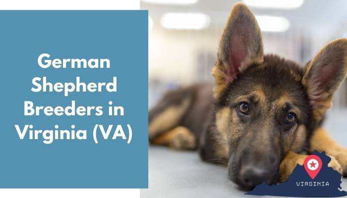 German Shepherd Breeders in Virginia VA