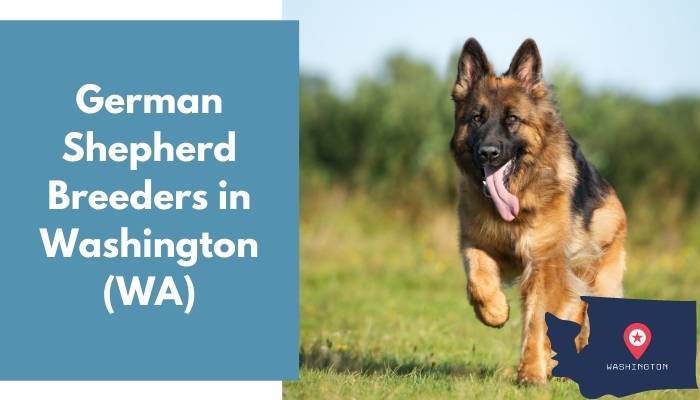 German Shepherd Breeders in Washington WA