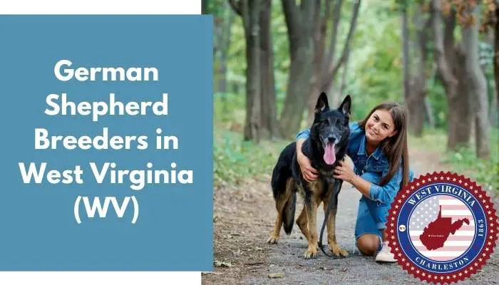 German Shepherd Breeders in West Virginia WV