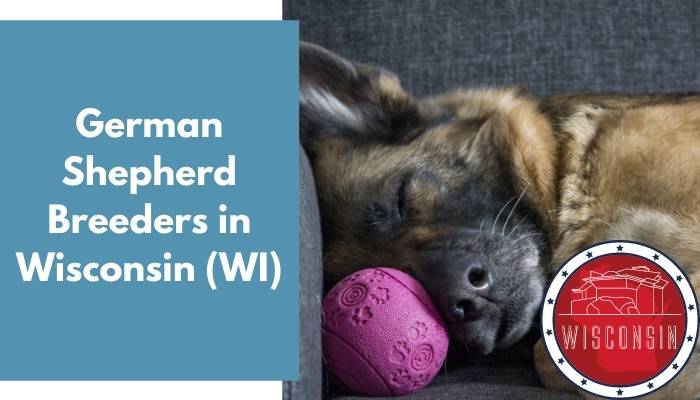 German Shepherd Breeders in Wisconsin WI