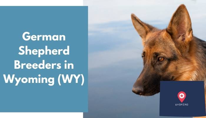 German Shepherd Breeders in Wyoming WY