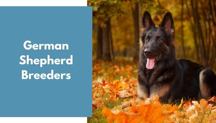 German Shepherd Breeders