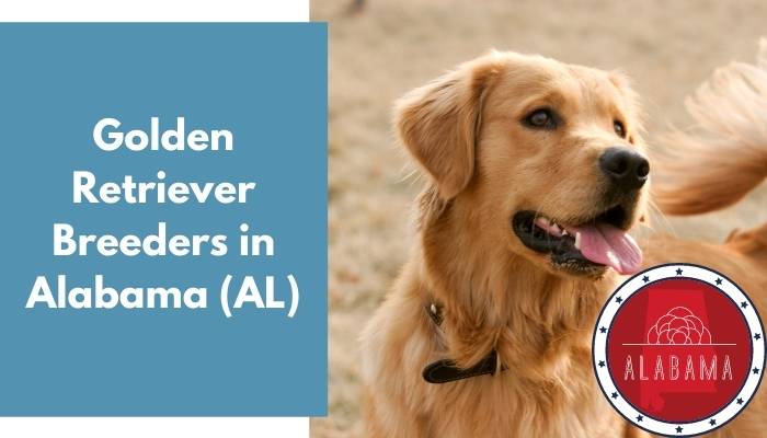 Golden Retriever Breeders in Alabama AL