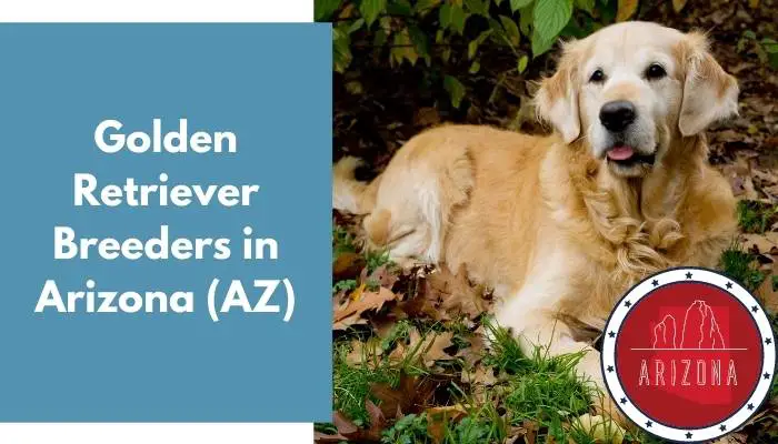 Golden Retriever Breeders in Arizona AZ