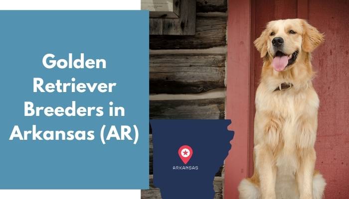 Golden Retriever Breeders in Arkansas AR