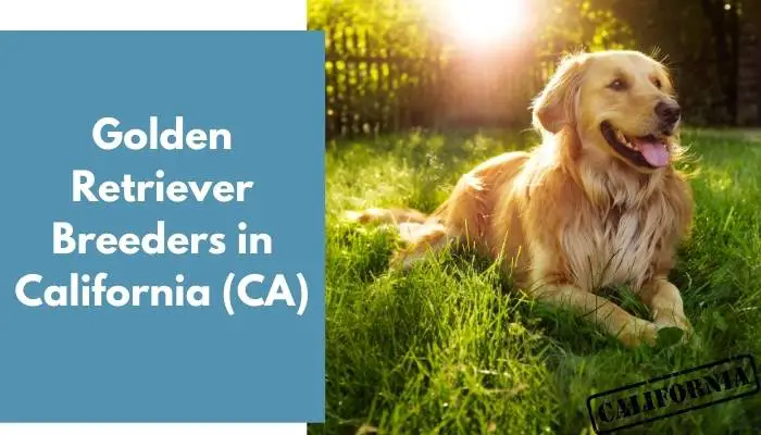 Golden Retriever Breeders in California CA