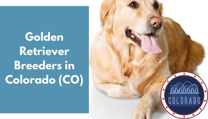 Golden Retriever Breeders in Colorado CO