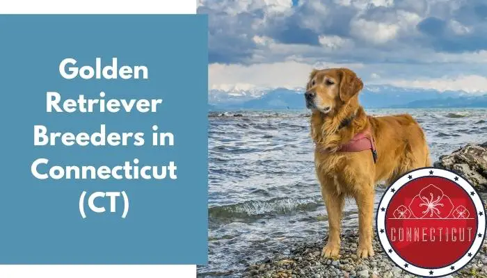 Golden Retriever Breeders in Connecticut CT