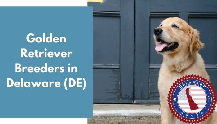 Golden Retriever Breeders in Delaware DE