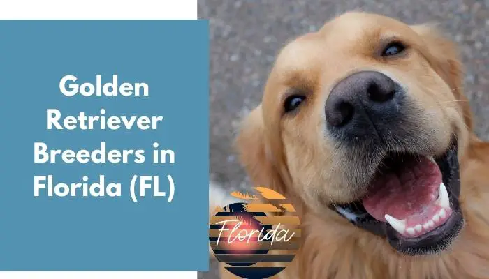 Golden Retriever Breeders in Florida FL