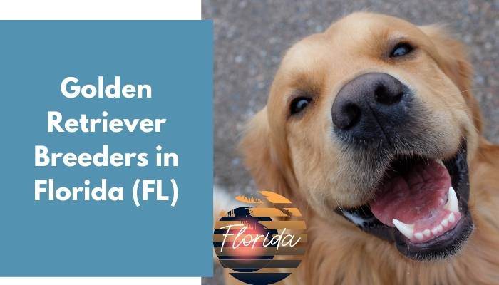 Golden Retriever Breeders in Florida FL