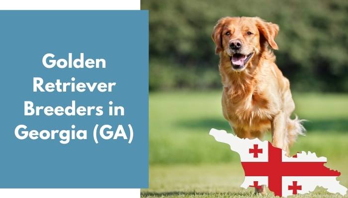 Golden Retriever Breeders in Georgia GA