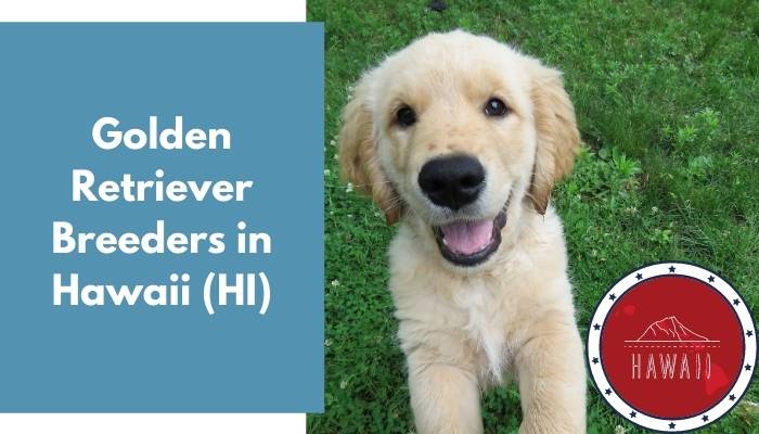 Golden Retriever Breeders in Hawaii HI