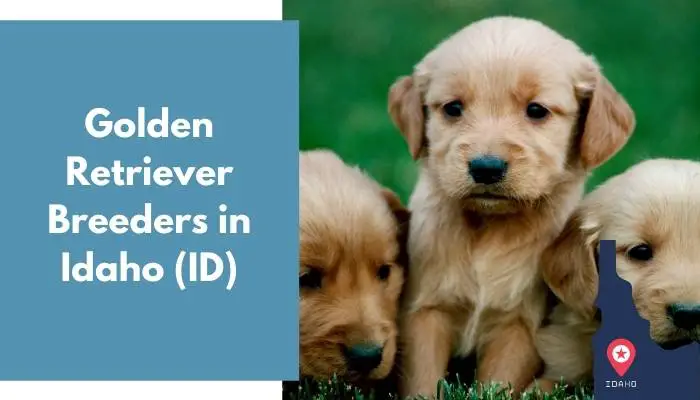 Golden Retriever Breeders in Idaho ID