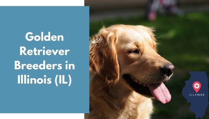 Golden Retriever Breeders in Illinois IL