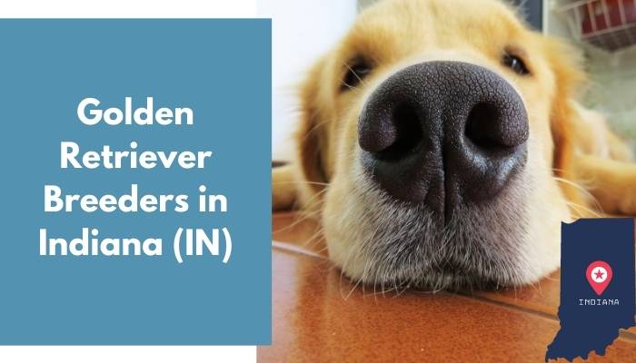 Golden Retriever Breeders in Indiana IN