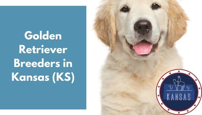 Golden Retriever Breeders in Kansas KS