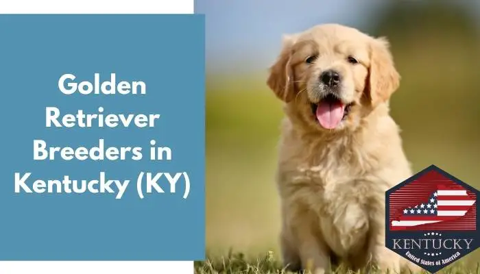 Golden Retriever Breeders in Kentucky KY