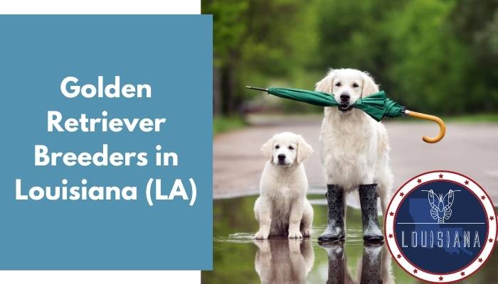 Golden Retriever Breeders in Louisiana LA