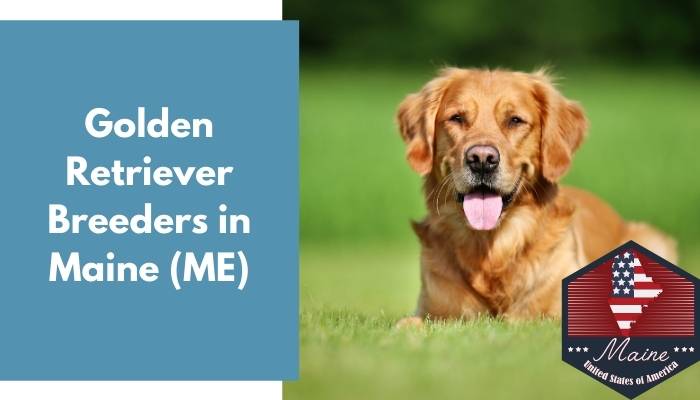 Golden Retriever Breeders in Maine ME