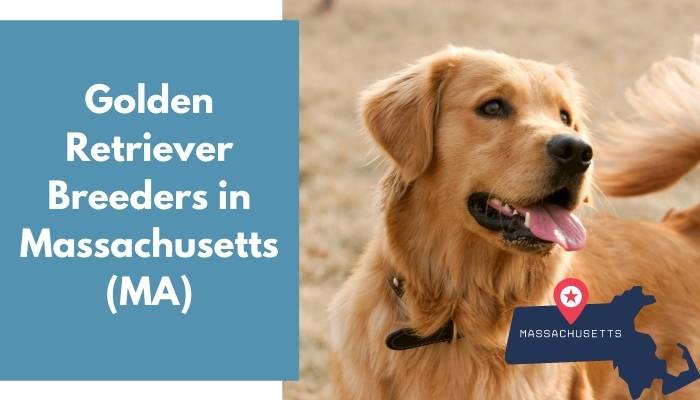 Golden Retriever Breeders in Massachusetts MA