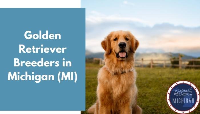 Golden Retriever Breeders in Michigan MI