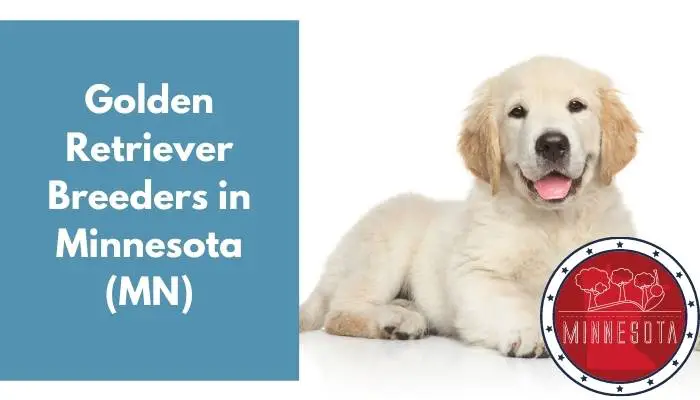 Golden Retriever Breeders in Minnesota MN