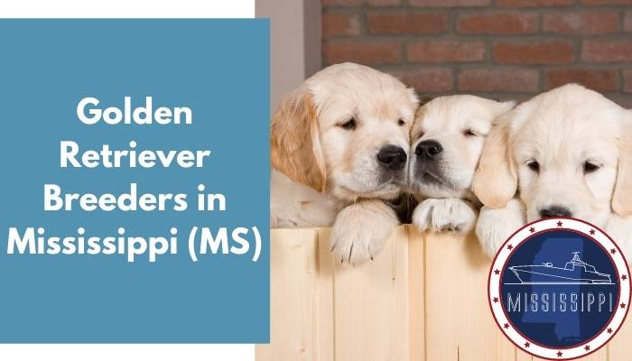 Golden Retriever Breeders in Mississippi MS