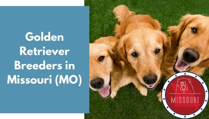 Golden Retriever Breeders in Missouri MO