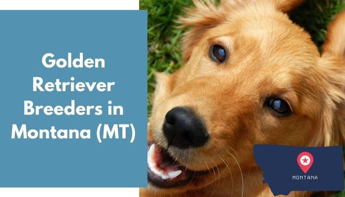 Golden Retriever Breeders in Montana MT