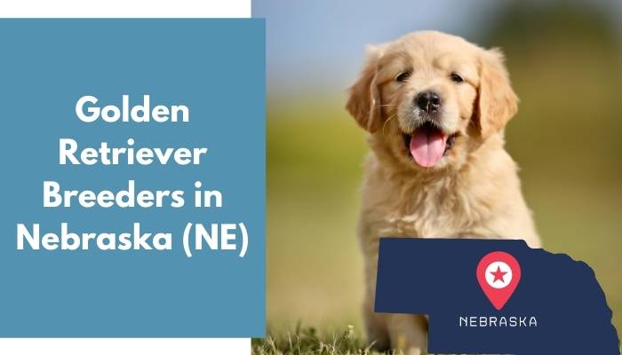 Golden Retriever Breeders in Nebraska NE