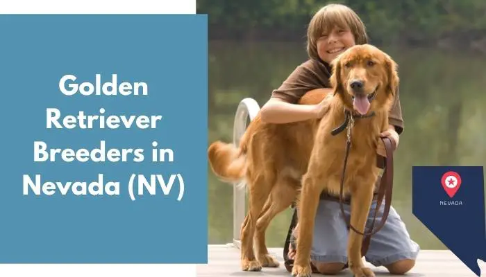 23 Golden Retriever Breeders In Nevada Nv Golden Retriever Puppies For Sale Animalfate