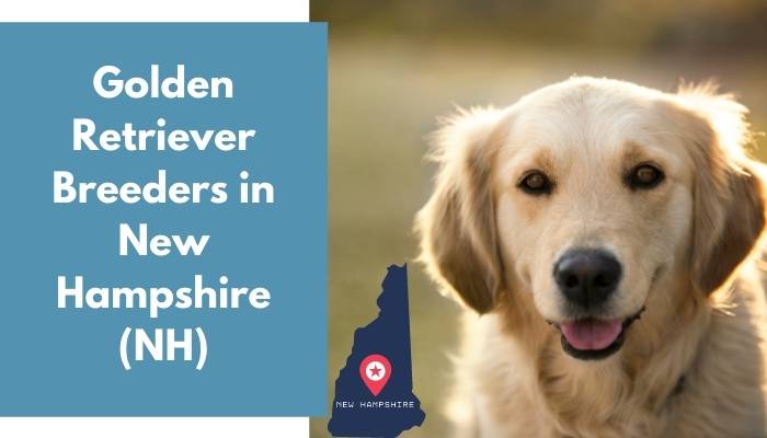 Golden Retriever Breeders in New Hampshire NH