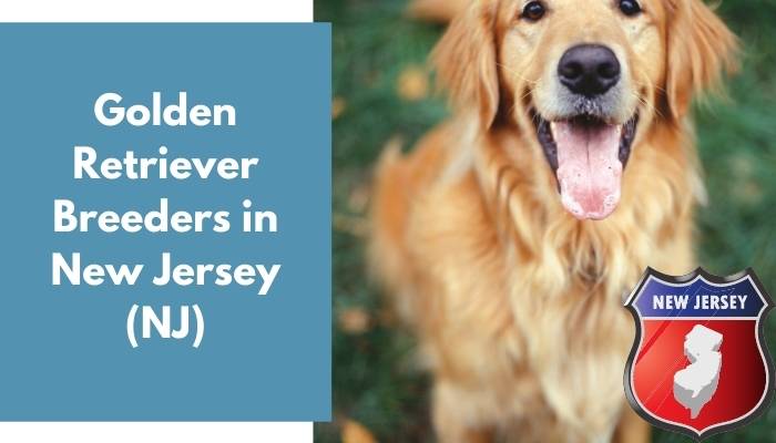 Golden Retriever Breeders in New Jersey NJ