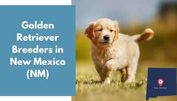 28 Golden Retriever Breeders In New Mexico Nm Golden Retriever Puppies For Sale Animalfate