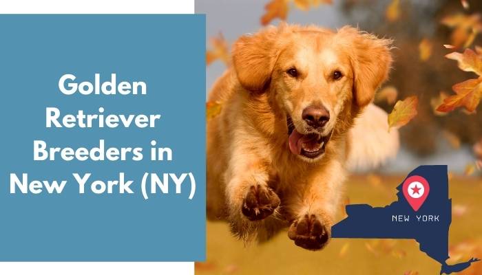 Golden Retriever Breeders in New York NY