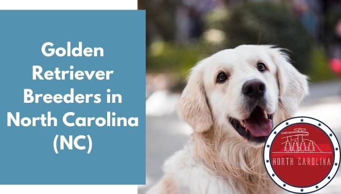 Golden Retriever Breeders in North Carolina NC