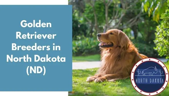 Golden Retriever Breeders in North Dakota ND
