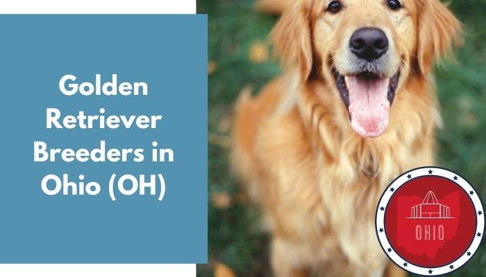 Golden Retriever Breeders in Ohio OH