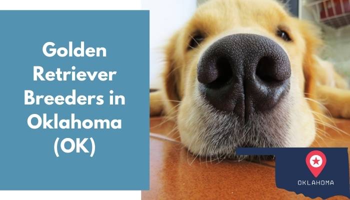 Golden Retriever Breeders in Oklahoma OK