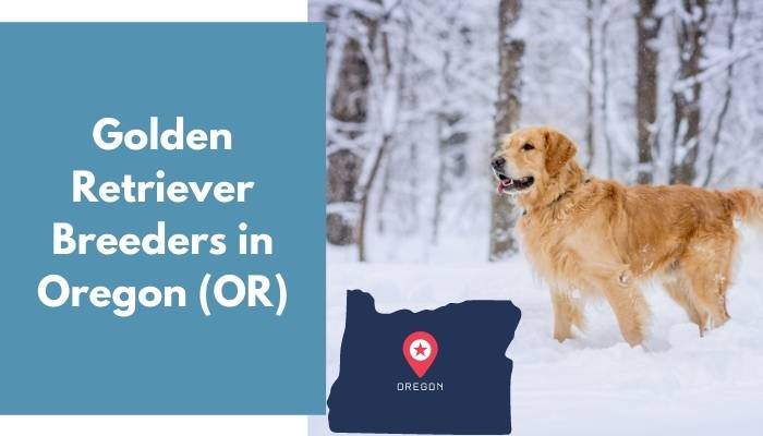 Golden Retriever Breeders in Oregon OR