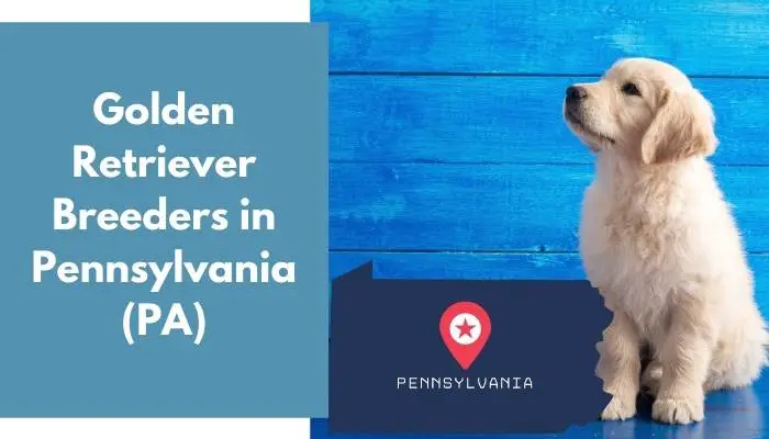 Golden Retriever Breeders in Pennsylvania PA