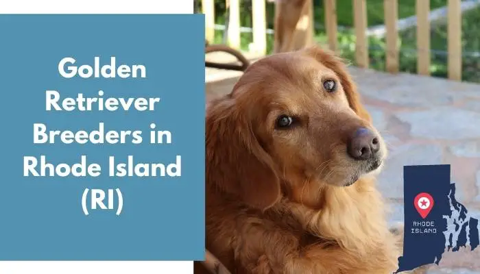 Golden Retriever Breeders in Rhode Island RI