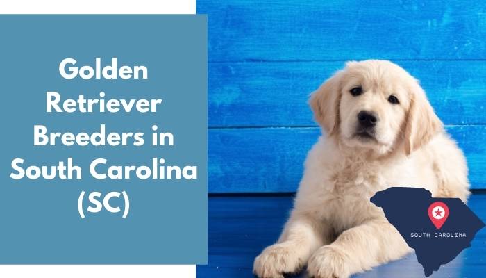 Golden Retriever Breeders in South Carolina SC