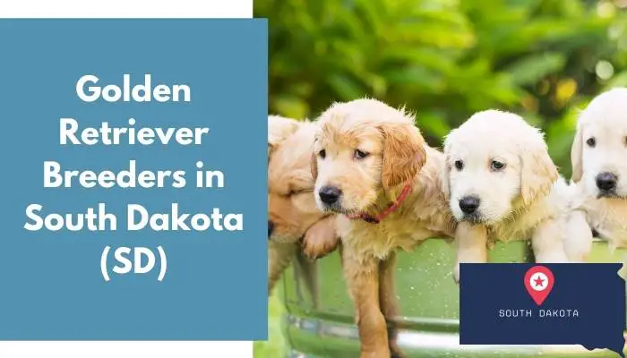 Golden Retriever Breeders in South Dakota SD