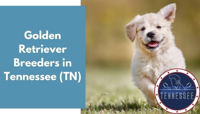 Golden Retriever Breeders in Tennessee TN