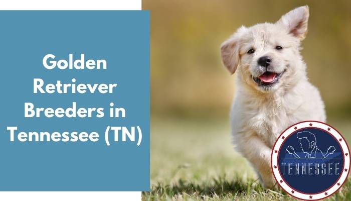 29 Golden Retriever Breeders In Tennessee Tn Golden Retriever Puppies For Sale Animalfate