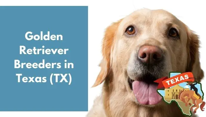 Golden Retriever Breeders in Texas TX