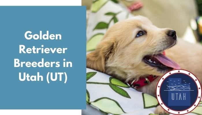 Golden Retriever Breeders in Utah UT