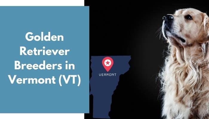 Golden Retriever Breeders in Vermont VT